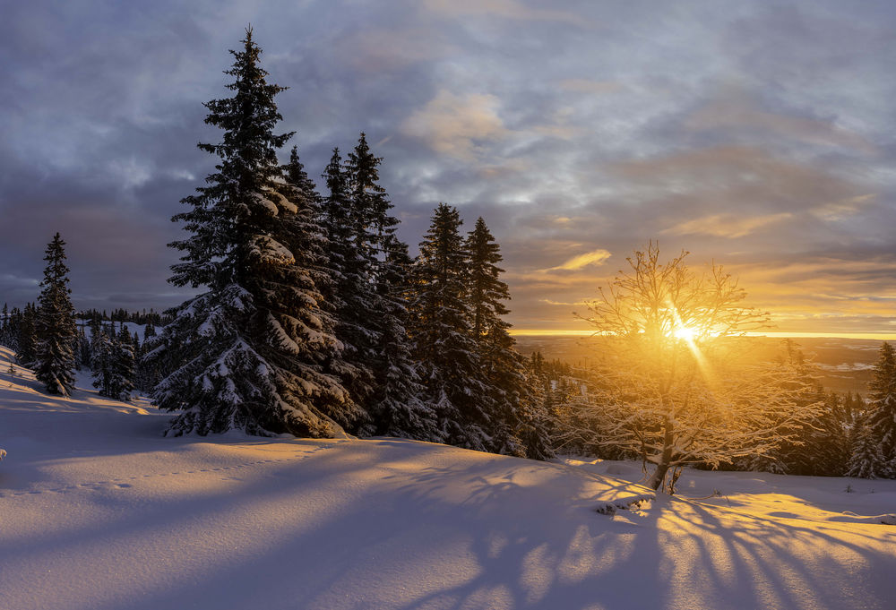 Обои для рабочего стола Зимний закат над деревьями, by Jоrn Allan Pedersen
