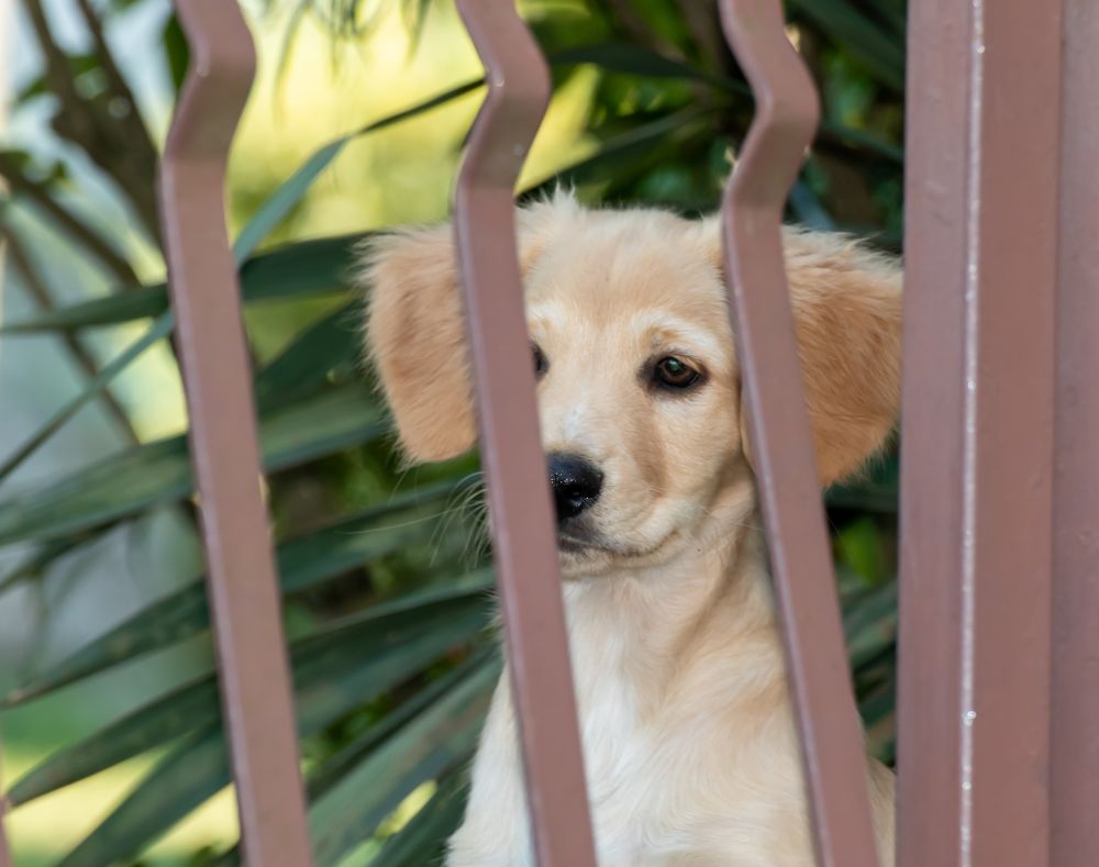 Обои для рабочего стола Светло-коричневая собака смотрит через железную ограду, by Birgit