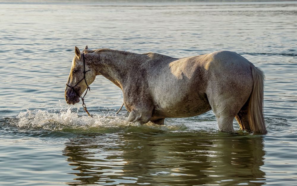 Обои для рабочего стола Светло-серая лошадь стоит в воде, by Susanne Jutzeler