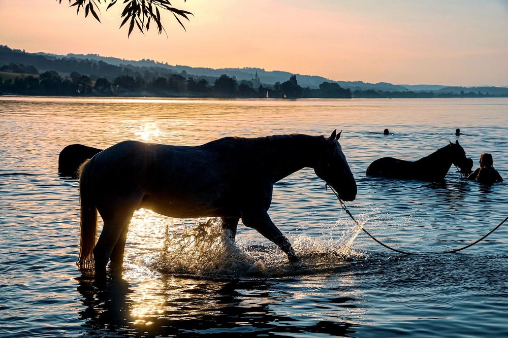 Обои для рабочего стола Лошади купаются в воде на фоне заката солнца, by Susanne Jutzeler