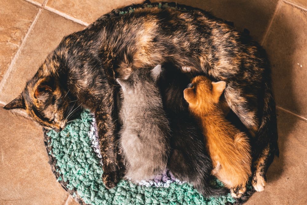Обои для рабочего стола Кошка с котятами, by Geronimo Giquea