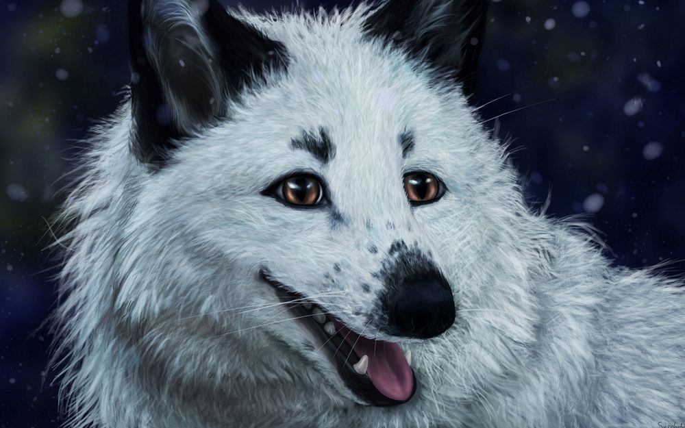 Обои для рабочего стола Белая лиса от SvPolarFox
