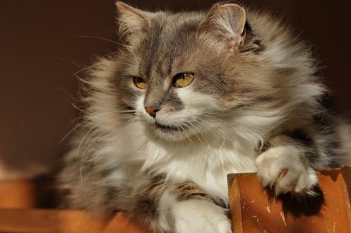 Обои на рабочий стол Серо-белый кот в профиль, by Светлана Бердник