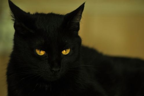 Обои на рабочий стол Черный кот с желтыми глазами крупным планом, by Светлана Бердник