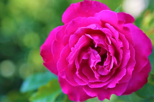 Обои на рабочий стол Яркая розовая роза на размытом фоне, by ekrem