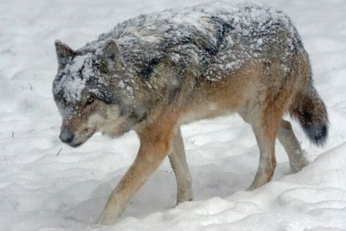 Обои на рабочий стол Заснеженный волк идет по снегу, by Marcel Langthim
