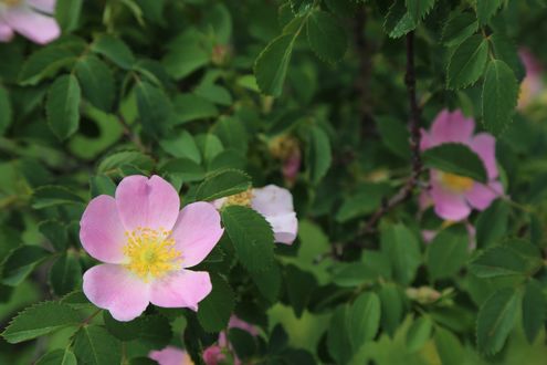 Обои на рабочий стол Цветы розового шиповника, by ekrem