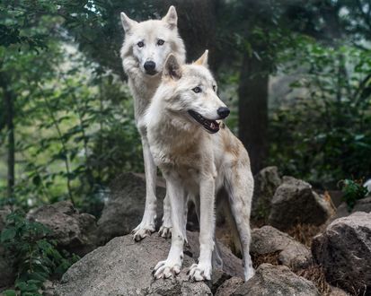 Обои на рабочий стол Волки стоят на камнях, на размытом фоне, by Christel