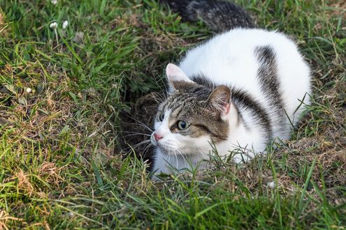 Кошка сидит на стуле