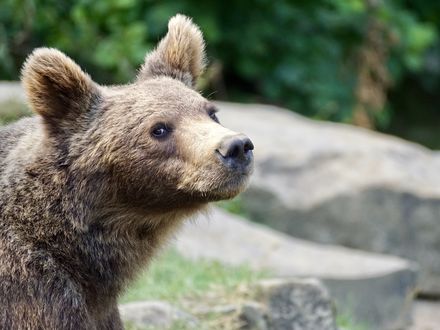 Обои на рабочий стол Бурый медвежонок в профиль на размытом фоне, by Susanne Jutzeler