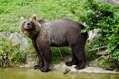 Обои на рабочий стол Бурый медведь подросток стоит на земле на фоне куста, by Susanne Jutzeler