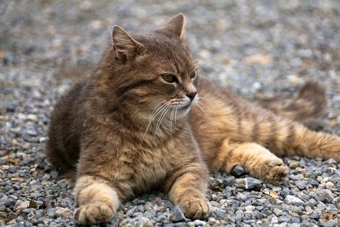 Обои на рабочий стол Рыже-серая кошка лежит на гравии, by Susanne Jutzeler