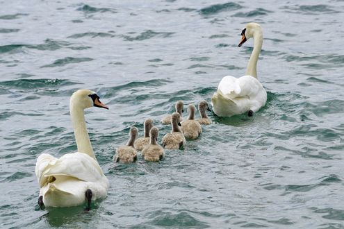 Обои на рабочий стол Белые лебеди с птенцами на воде, by Susanne Jutzeler