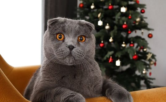 Обои на рабочий стол Британский кот сидит в коробке в комнате с елкой, by Ion Sipilov