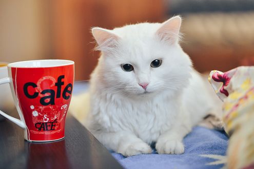 Обои на рабочий стол Белая кошка лежит на постели у столика, на котором стоит красная кружка, by Mimimi9977