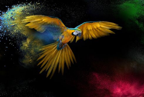 Обои на рабочий стол Попугай в полете на разноцветном фоне, by DreamyArt