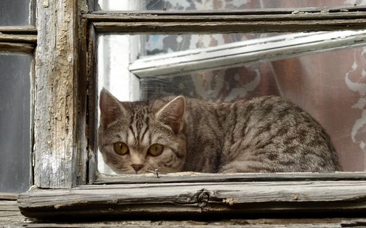 Обои на рабочий стол Серая кошка за окном
