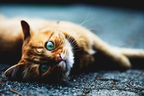 Обои на рабочий стол Рыжая кошка с голубыми глазами лежит на асфальте, by simone-dalmeri