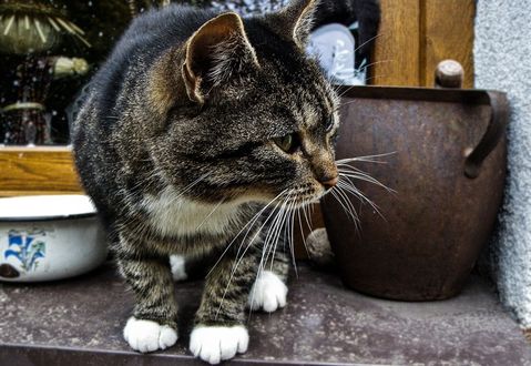Обои на рабочий стол Серая кошка с белыми пятнами сидит на подоконнике на фоне крынки, разной посуды, by Monika Stawowy