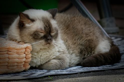 Обои на рабочий стол Спящая британская короткошерстная кошка, by Alexas_Fotos