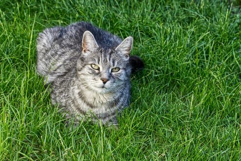 Обои на рабочий стол Серая кошка с зелеными глазами лежит в траве, by Alexas_Fotos