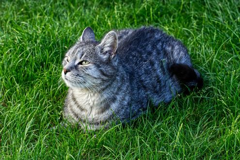 Обои на рабочий стол Серая кошка лежит в траве, by Alexas_Fotos