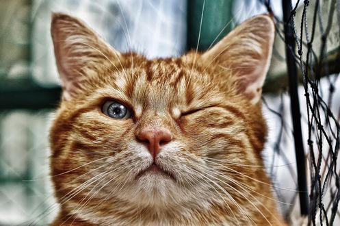 Обои на рабочий стол Желтая кошка с прищуренным глазом крупным планом, by Alexas_Fotos