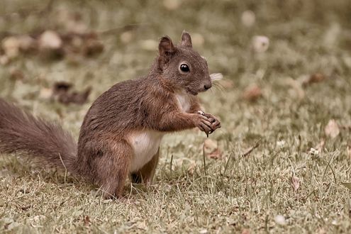 Обои на рабочий стол Белка стоит на траве, by Alexas_Fotos