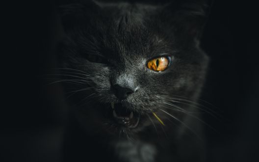 Обои на рабочий стол Кошка на черном фоне, by Dead Angel
