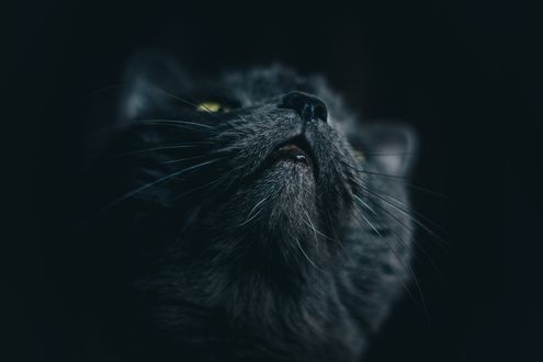 Обои на рабочий стол Кошка на черном фоне, by Dead Angel