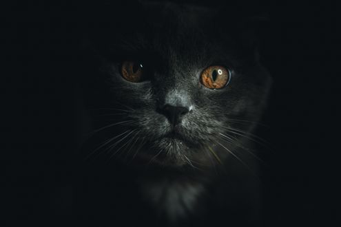 Обои на рабочий стол Кошка на черном фоне, by Dead Angel