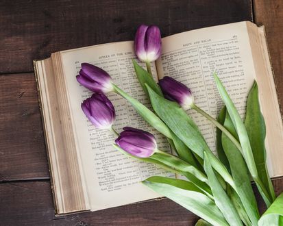 Обои на рабочий стол Сиреневые тюльпаны на книге