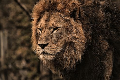 Обои на рабочий стол Лев крупным планом на размытом фоне, by Alexas_Fotos