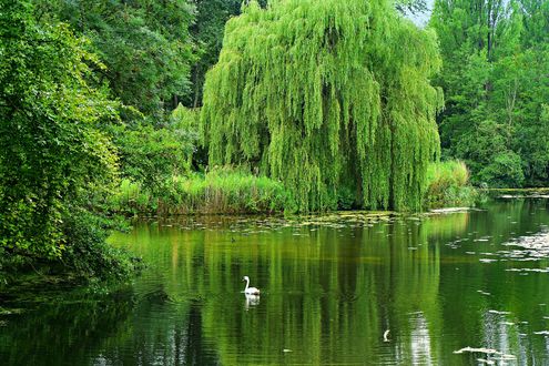 Обои на рабочий стол Белый лебедь в воде пруда на фоне деревьев, by Mabel Amber
