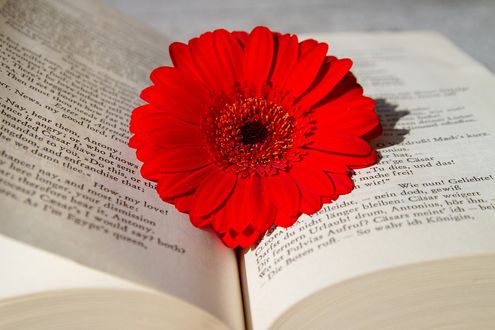 Обои на рабочий стол Красная гербера в книге, by Ingrid