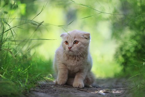 Обои на рабочий стол Милый котик на дорожке