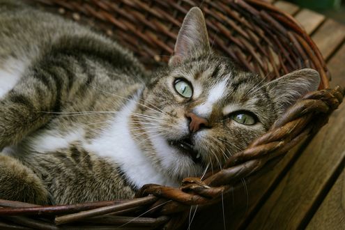 Обои на рабочий стол Серая кошка с белыми пятнами, зелеными глазами лежит в корзине, by Annette Meyer