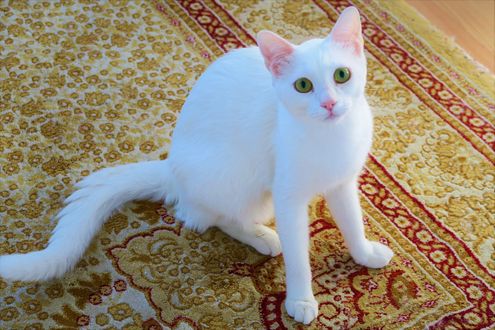 Обои на рабочий стол Белая кошка с зелеными глазами сидит на полу, by Konevi