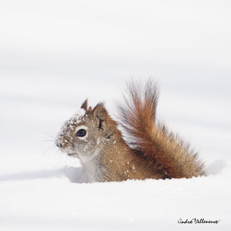 Обои на рабочий стол Бнлка на снегу, by Andre Villeneuve