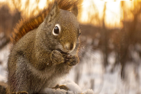 Обои на рабочий стол Белка держит лапки у мордочки, by Andre Villeneuve