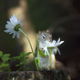 Обои на рабочий стол Белка у ромашки, by Andre Villeneuve