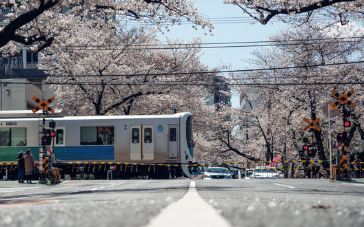 Обои на рабочий стол Цветущая сакура в городе и электричка, Japan / Япония