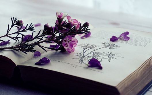 Обои на рабочий стол Сиреневые цветы лежат на открытой книге