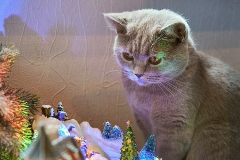 Обои на рабочий стол Серая кошка на фоне елки и елочных игрушек, by Markus Distelrath