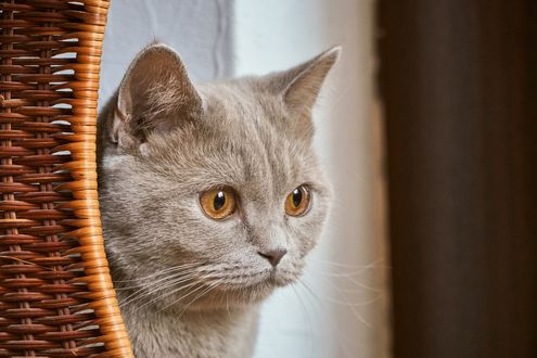 Обои на рабочий стол Серая кошка с желтыми глазами на фоне корзины, by Markus Distelrath
