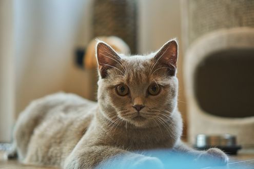 Обои на рабочий стол Серая кошка лежит на полу крупным планом на размытом фоне, by Markus Distelrath