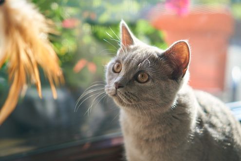 Обои на рабочий стол Серая кошка смотрит на игрушку на размытом фоне, by Markus Distelrath