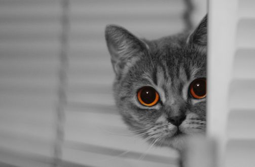 Обои на рабочий стол Выглядывающий серый кот, by Carolyn V