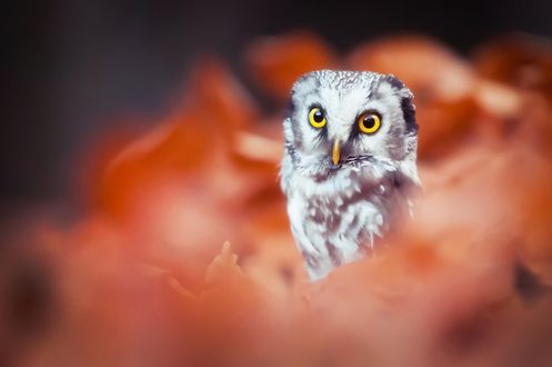 Обои на рабочий стол Сова на размытом фоне, by Lepale