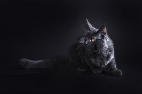 Обои на рабочий стол Черная кошка породы мейн кун на черном фоне, by Lepale